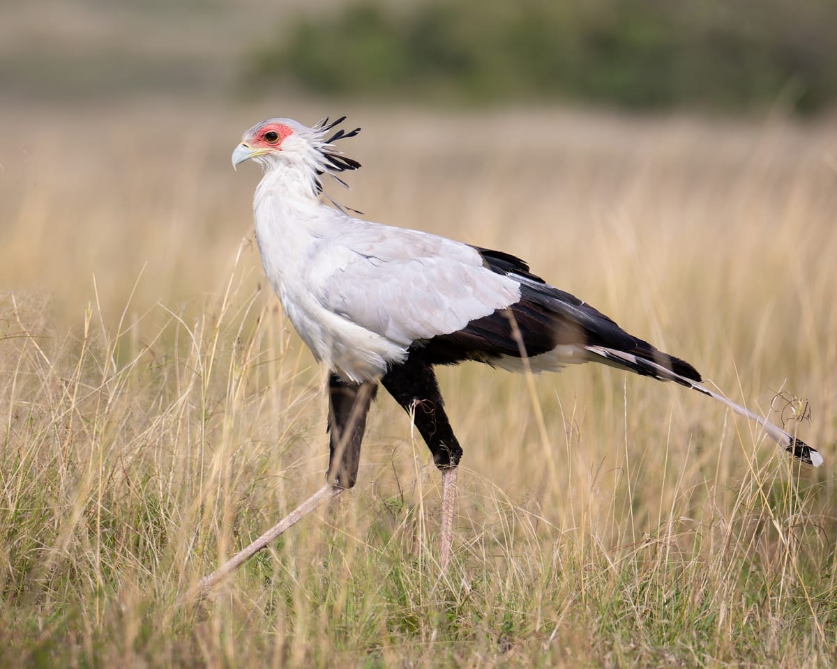 Bird Spotlight: the Secretarybird